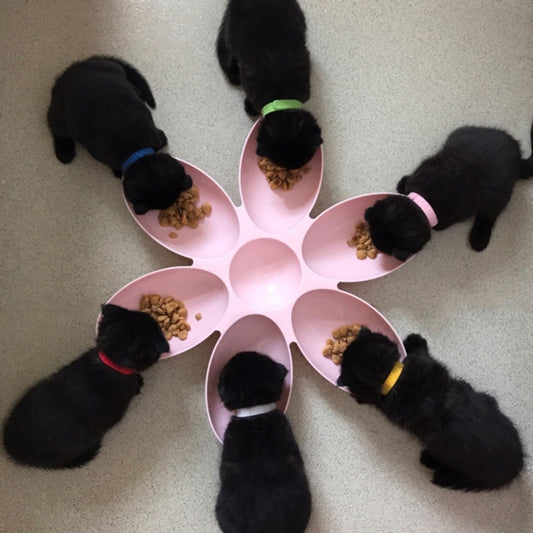 6 in 1 Pet Bowl  - The Feeding Center for New Litters or Multiple Pets